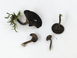 Arrhenia epichysium image