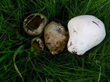 Lycoperdon pratense image