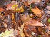 Boletus chrysenteron image