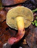 Boletus chrysenteron image