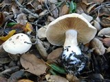 Cortinarius albofragrans image
