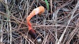 Phallus rubicundus image