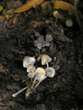 Mycena maculata image