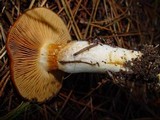 Cortinarius mucosus image