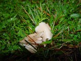 Hygrocybe virginea var. virginea image