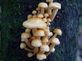 Flammulina velutipes var. velutipes image