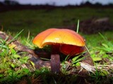 Flammulina velutipes var. velutipes image