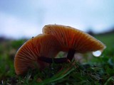 Flammulina velutipes var. velutipes image