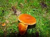 Flammulina velutipes var. velutipes image