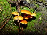 Flammulina velutipes var. velutipes image