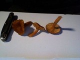 Lactarius fragilis var. rubidus image
