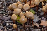 Psilocybe pelliculosa image