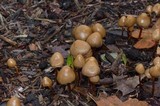 Psilocybe pelliculosa image