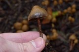 Psilocybe pelliculosa image