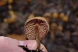 Psilocybe pelliculosa image