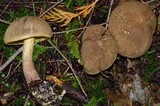 Boletus subtomentosus image