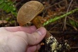 Boletus subtomentosus image