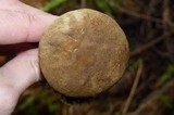 Boletus subtomentosus image
