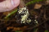 Boletus subtomentosus image