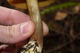 Boletus subtomentosus image