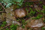 Entoloma vernum image