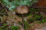 Entoloma vernum image