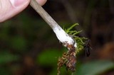 Entoloma vernum image