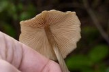 Entoloma vernum image
