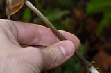 Entoloma vernum image