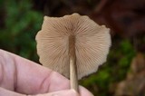 Entoloma vernum image