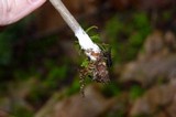 Entoloma vernum image