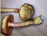 Boletus weberi image