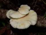 Pleurotus albidus image
