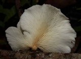 Pleurotus albidus image