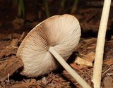 Pluteus atriavellaneus image