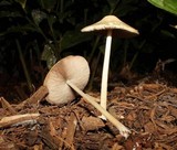 Pluteus atriavellaneus image