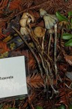 Psilocybe semilanceata image