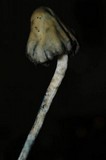 Psilocybe semilanceata image