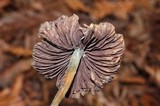 Psilocybe semilanceata image