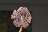 Psilocybe semilanceata image
