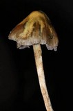 Psilocybe semilanceata image