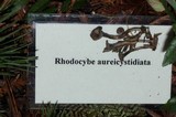 Rhodocybe aureicystidiata image