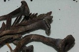 Rhodocybe aureicystidiata image
