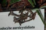 Rhodocybe aureicystidiata image