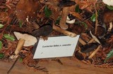 Lactarius fallax var. concolor image