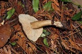 Lactarius fallax var. concolor image