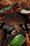 Lactarius fallax var. concolor image