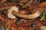 Lactarius fallax var. concolor image