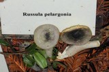 Russula pelargonia image
