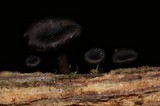 Arrhenia epichysium image